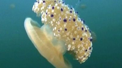 Jellyfish Numbers Rise Along Spain’s Coastline