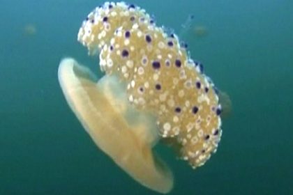 Jellyfish Numbers Rise Along Spain’s Coastline