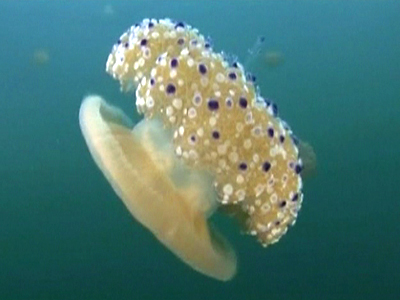Jellyfish Numbers Rise Along Spain’s Coastline