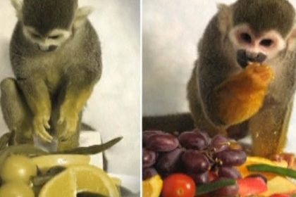 U.S. Researchers Find Color Blindness Cure