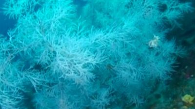 Italy: World’s Largest Black Coral Forest Discovered