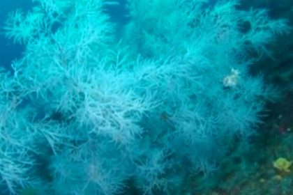Italy: World’s Largest Black Coral Forest Discovered