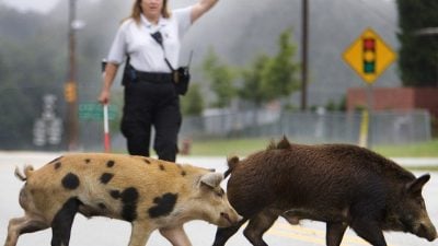 Schwein gehabt