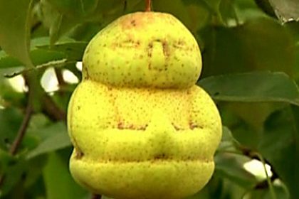 Chinesischer Bauer erntet Früchte in Baby-Form