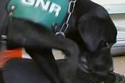 Portugal: Police Dog Sniffs Out CDs