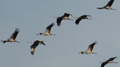 Majestätische Geschöpfe zu Tausenden am Herbsthimmel