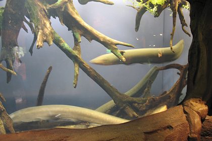 Fische mit sechstem Sinn