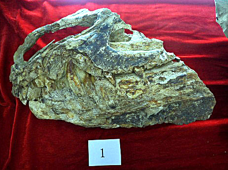 Steinalter Tyrannosaurus Rex in China entdeckt
