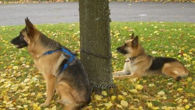 Warten auf Frauchen