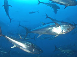 Ist der Rote Thunfisch noch zu retten?