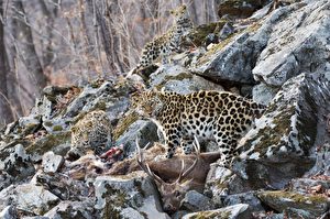 Die junge Leoparden-Familie beim gemeinsamen Fressen in einem Steinbruch.