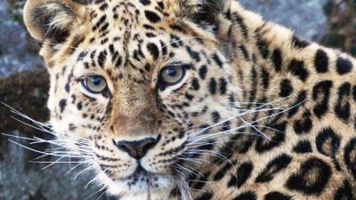 Amur-Leopard: Die seltenste Großkatze der Welt