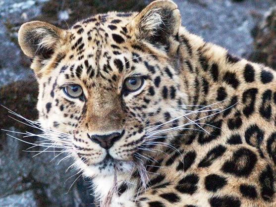Amur-Leopard: Die seltenste Großkatze der Welt
