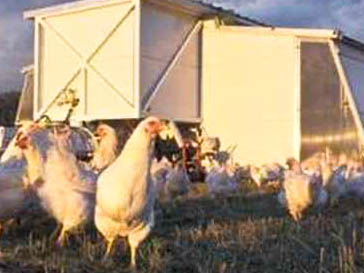 Da lachen die Hühner: Freilandhaltung im Hühnermobil