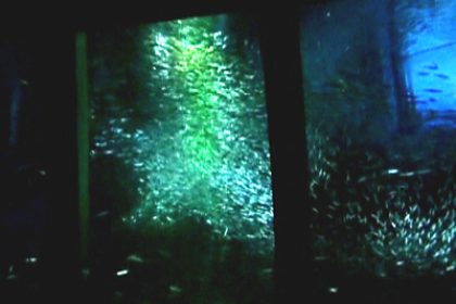 Tokio und die Weihnachtsbäume aus Fischen