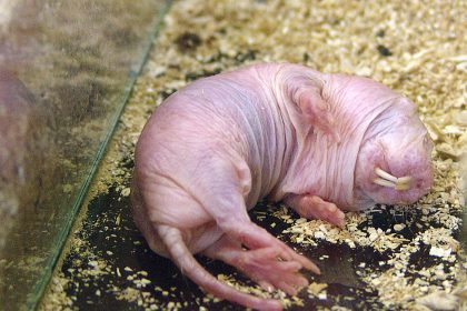 Der Nacktmull –  Schlüssel zur Krebsheilung?