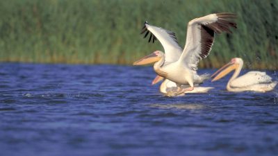 EU-Pläne für Donau bedrohen einmaliges Reservat