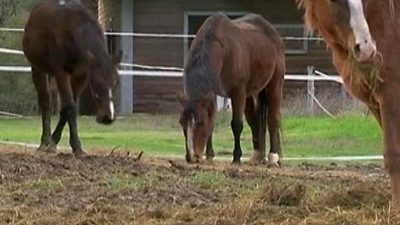 Abandoned Horses Foreshadow Dubai Financial Crisis