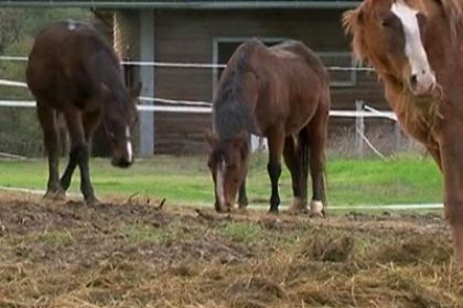 Abandoned Horses Foreshadow Dubai Financial Crisis