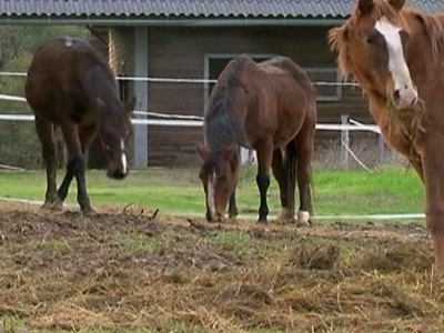 Abandoned Horses Foreshadow Dubai Financial Crisis