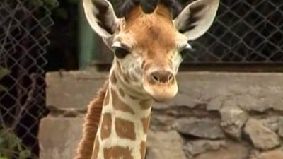 Indonesia’s Safari Park Welcomes Baby Giraffe