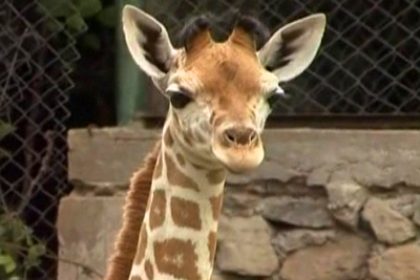 Indonesia’s Safari Park Welcomes Baby Giraffe