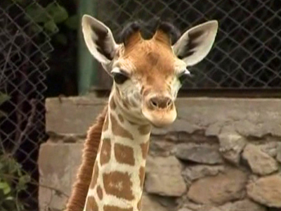 Indonesia’s Safari Park Welcomes Baby Giraffe