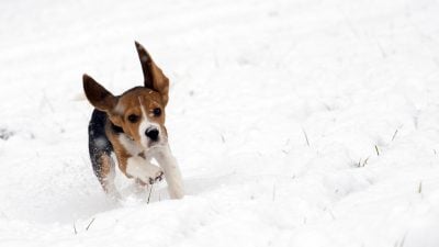 Frischer Pulverschnee