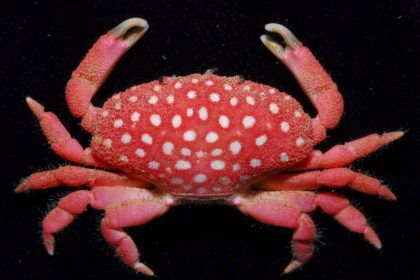 Krebs im Erdbeer-Look