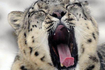 Gähnen kann so schön sein!