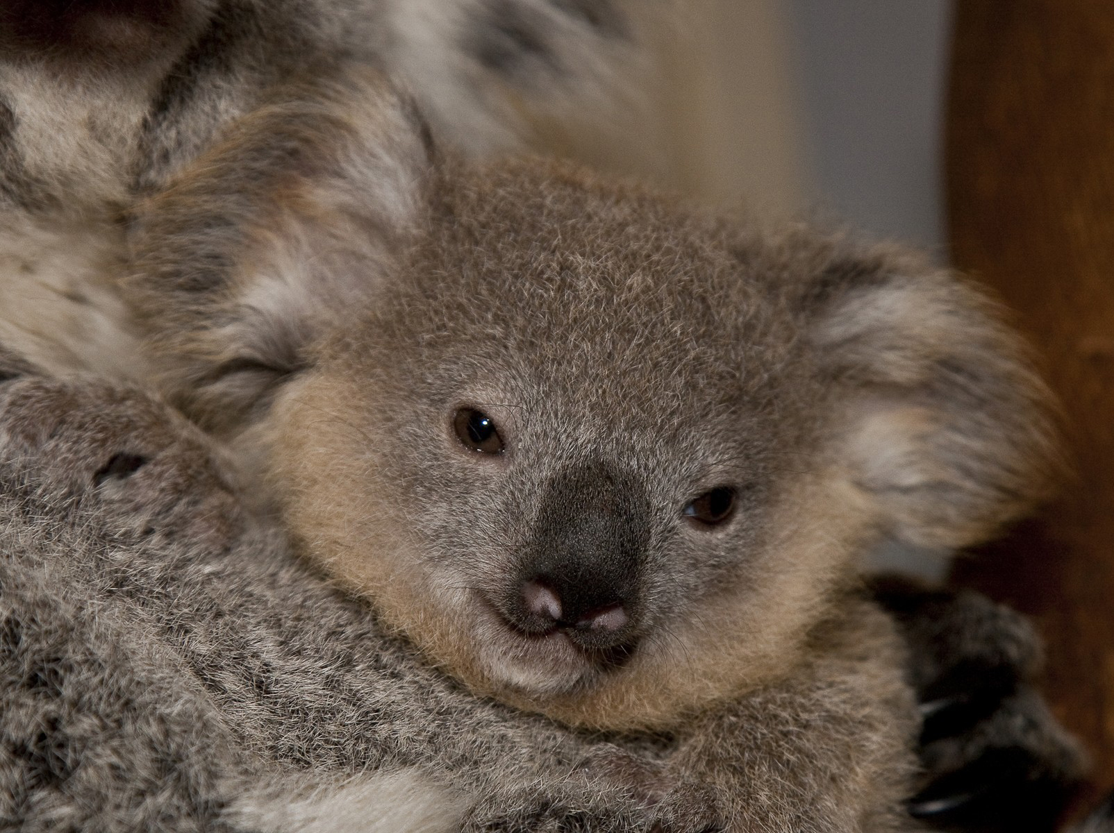 Kleiner Koalabär