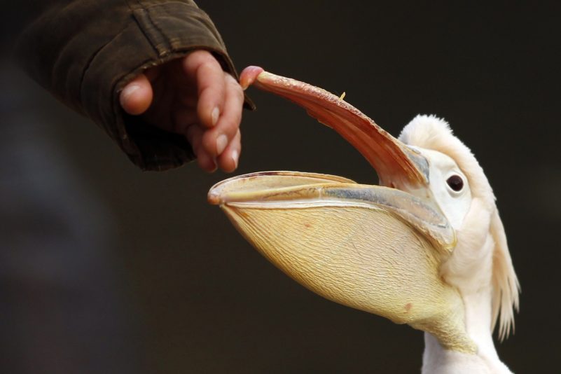 Achtung, Schnabel …