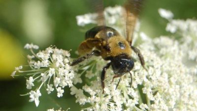 Bienenbestand weltweit geschrumpft