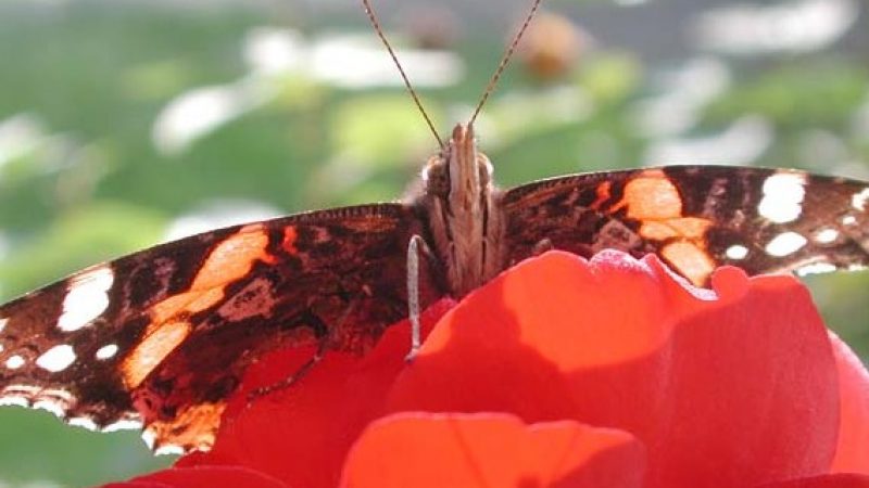 Der Freund der Schmetterlinge