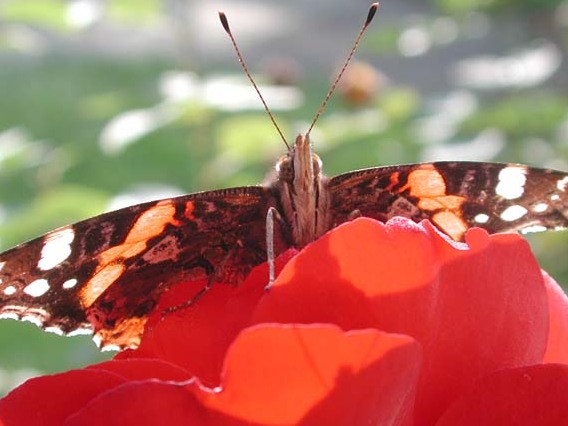 Der Freund der Schmetterlinge