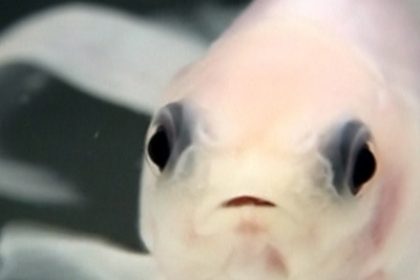 Japanische Wissenschaftler züchten transparente Goldfische