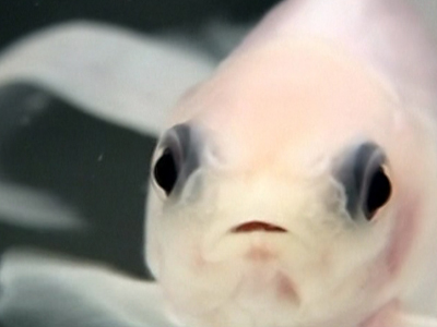 Japanische Wissenschaftler züchten transparente Goldfische