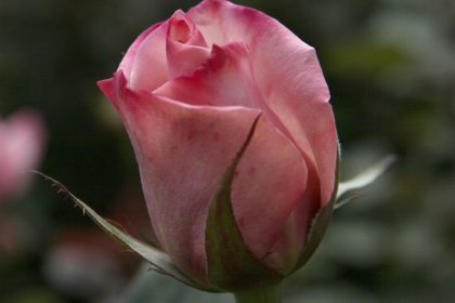 Rose, die allzeit Schöne