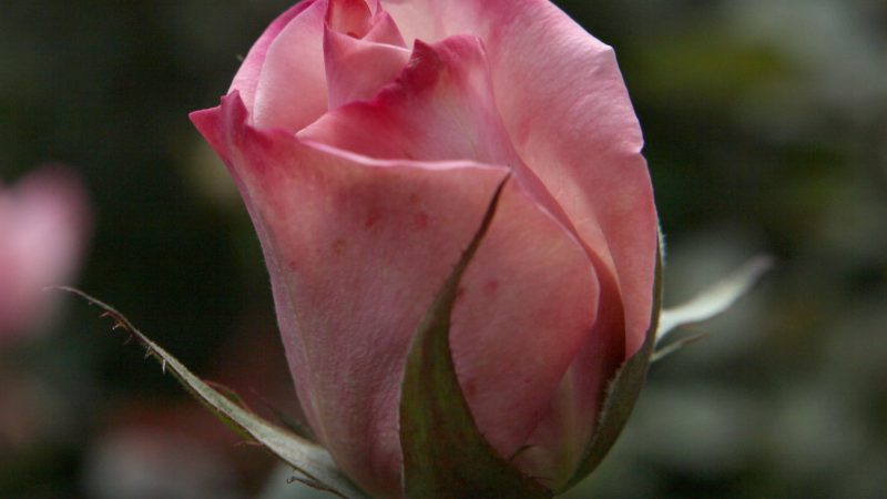 Rose, die allzeit Schöne
