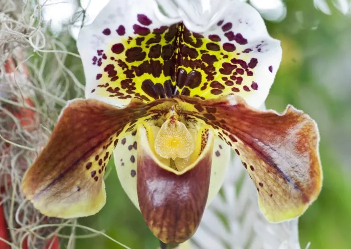 Beliebt bei Fotografen: Für besondere Naturfotos werden andere Arten mitunter achtlos zertrampelt.