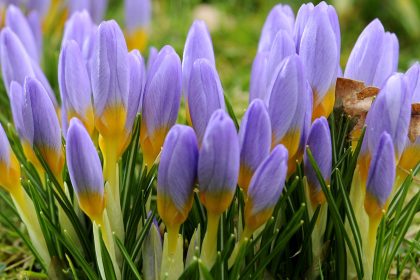 Die ersten Krokusse