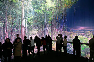 Rundum staunen! Auf der 6 Meter hohen Plattform ist der Betrachter vollständig von der exotischen Welt des Regenwaldes umgeben.