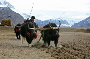 Ein Foto aus dem Jahre 2006: Eine Tibeterin  arbeitet mit Yaks und pflügt ihr Feld. Die tibetischen Nomaden bearbeiteten für gewöhnlich das Gebiet ihrer Herbstfelder,  das in einer Höhe von 3 800 Metern lag. Die kommunistischen chinesischen Behörden jedoch, die Tibet regieren, haben durch Dekret veranlasst, dass alle tibetischen Nomaden vom Grünland weggeschickt und in  Umsiedlungszentren dauerhaft angesiedelt werden. Peking hat festgesetzt, dass dieses Projekt bis zum Jahre 2011 durchgeführt sein muss.