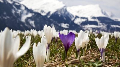 Krokusblüten