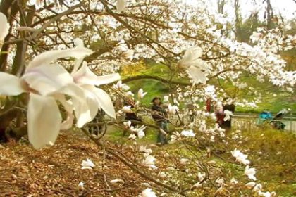 “Miracle Flowers” Blossom in Kyiv