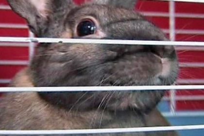 Strasbourg, France: Pets Helping Prisoners