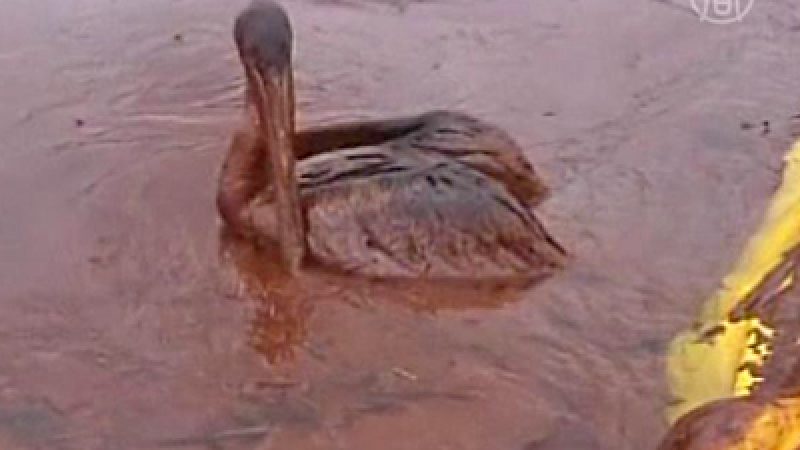Golfküste: Ölkatastrophe wird Vögeln zum Verhängnis