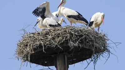 Weißstorchfamilie