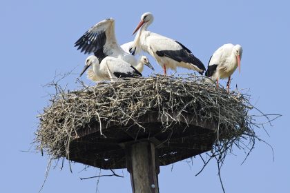 Weißstorchfamilie