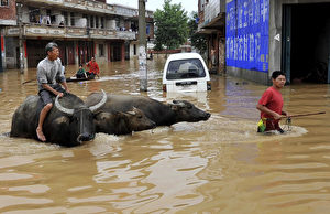 Ritt auf einem Wasserbüffel in den überfluteten Straßen von Fuzhou in der Provinz Jiangxi.